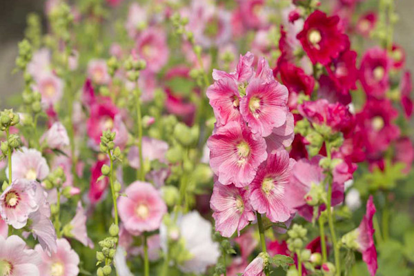 Rose trémière (Alcea rosea) dans les tons de rose