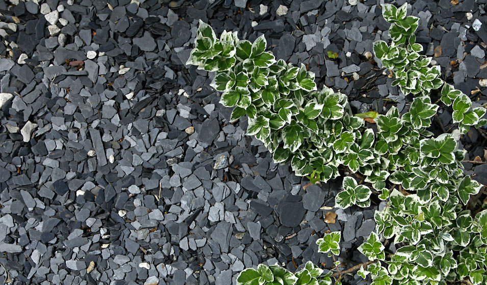Paillis d'ardoise pour aménagement de jardin sec