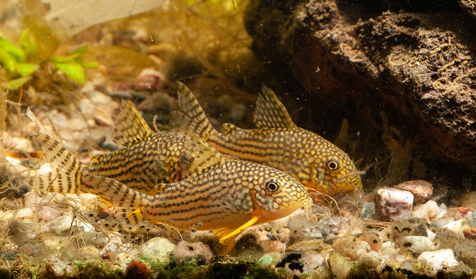 Les poissons nettoyeurs et leur utilité dans l'aquarium