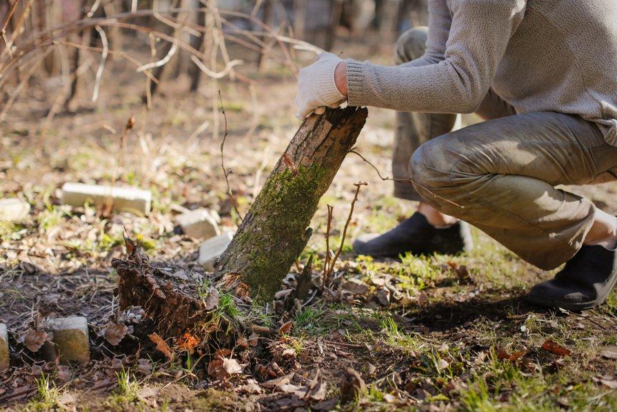 Comment éliminer les racines d'arbustes dévitalisés ? - Gamm vert