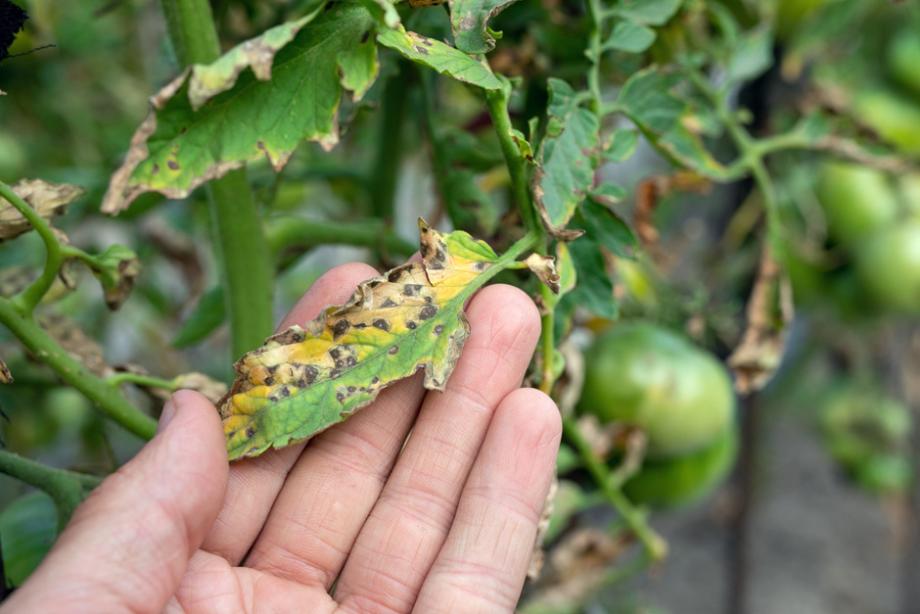 tomates malades