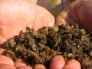 La première année, les abeilles ont été empoisonnées par les pesticides !