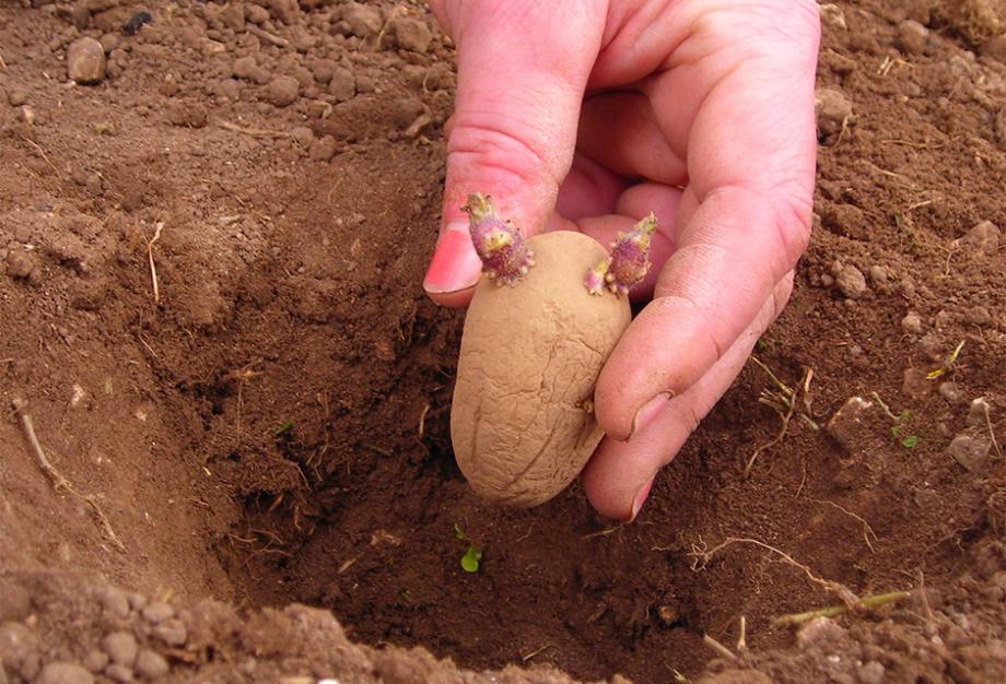 Quand et comment planter les pommes de terre ?