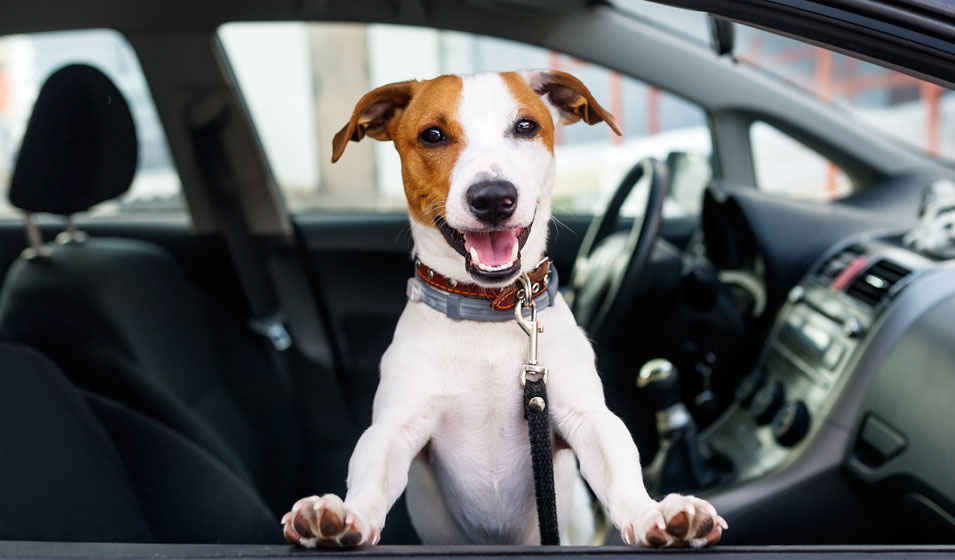 Animal enfermé dans une voiture : quels sont les bons réflexes à appliquer ?