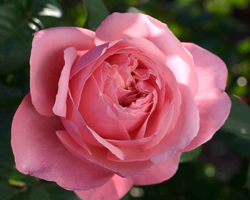 La rose 'Line Renaud' en est à son 13e trophée
