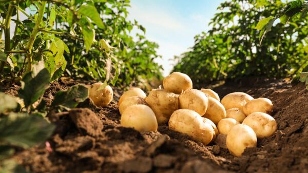 Quand récolter les pommes de terre ? Top 5 des conseils pratiques