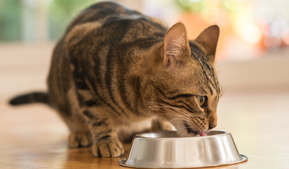 Les aliments humides pour chat stérilisé