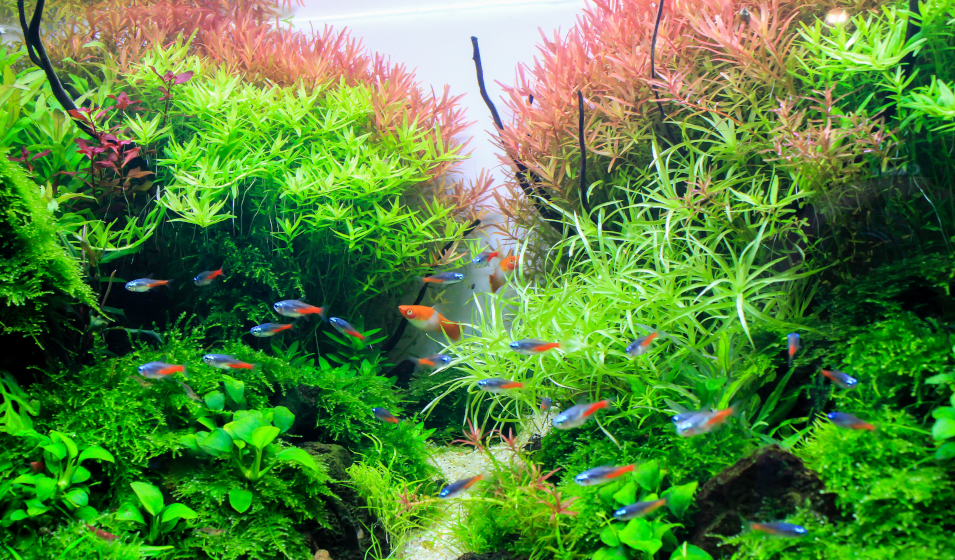 Aquarium planté sans substrat - Découvrez toutes les étapes pour réaliser  votre décor en toute simplicité
