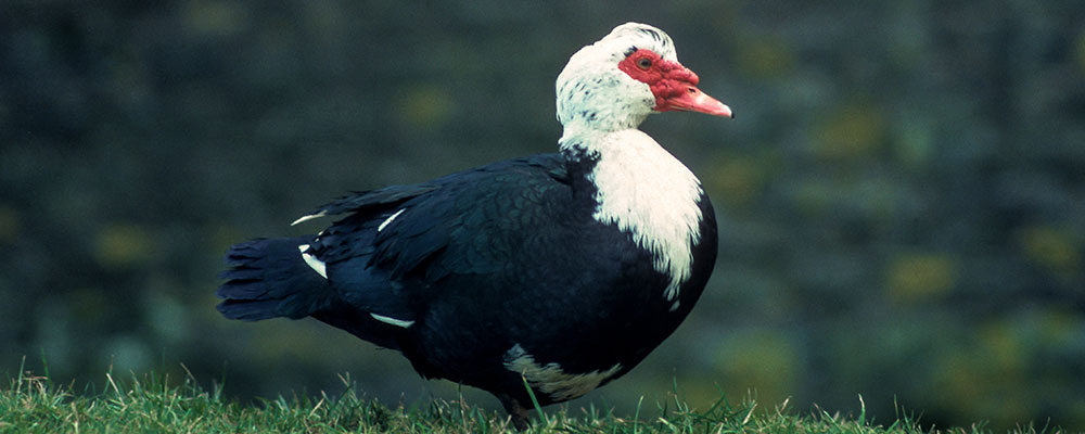 Le canard de Barbarie