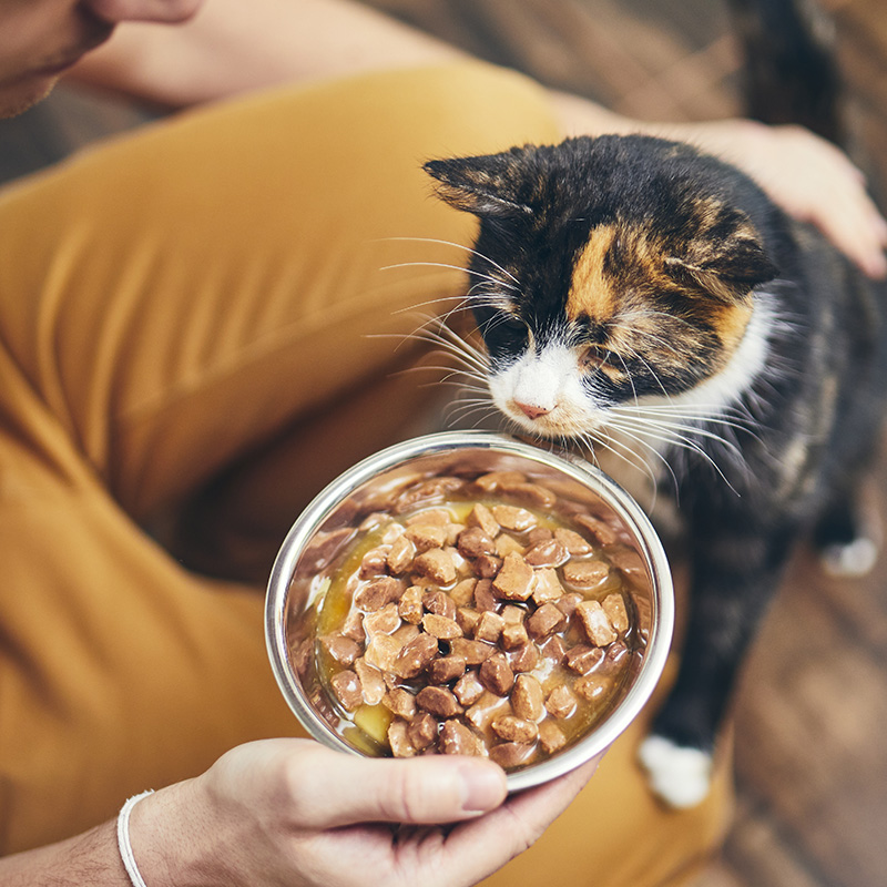 Alimentation humide pour chat : de nombreux bienfaits - Médor et