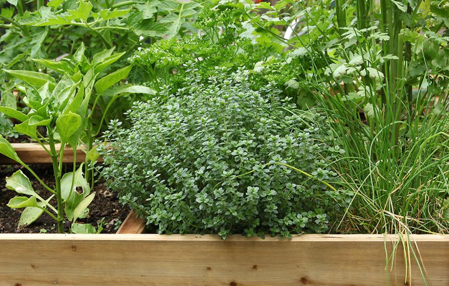 carrés à la culture de plantes aromatiques