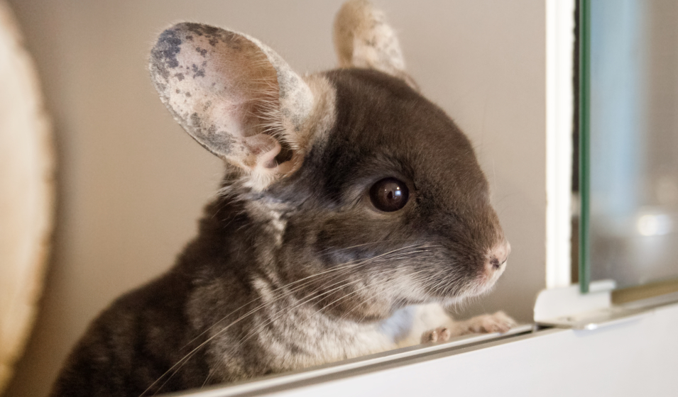 chinchilla