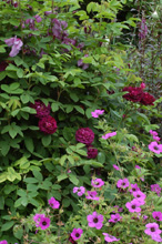 Roses et géraniums