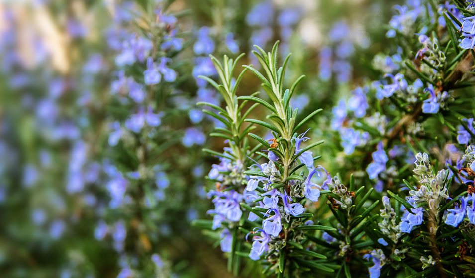 26 plantes qui supportent le manque d'eau - Jardiland