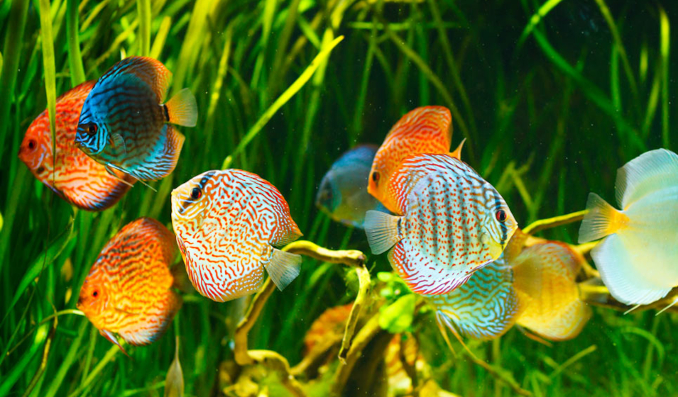 Les Plantes D'aquarium Et Leurs 3 Spécificités Dans Les Bacs
