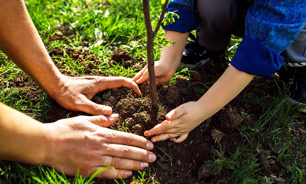 Comment planter un arbre à racines nues ?