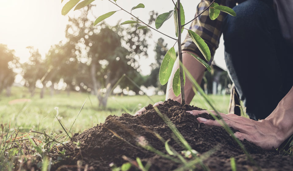 Comment planter un arbre à racines nues ? Jardiland — free download