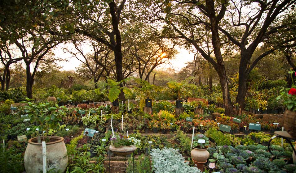 Calendrier Lunaire Et Jardinage En 2024: Les Dates à Ne Pas Manquer Pour Un  Jardin Florissant