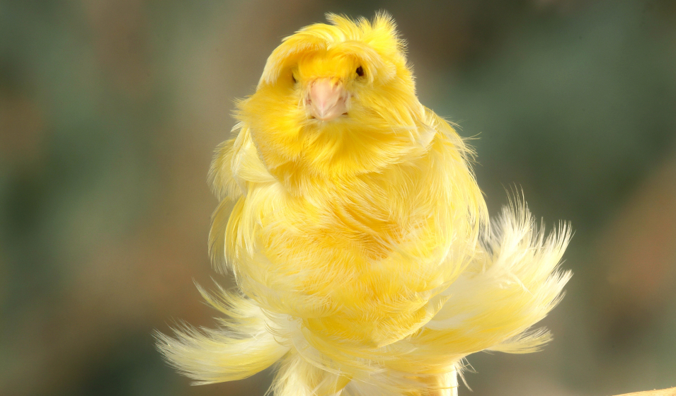 Canari frisé