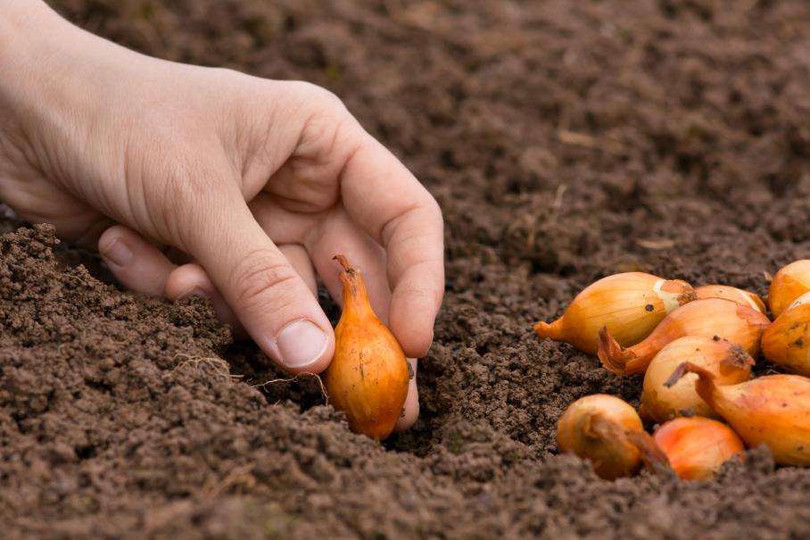 Comment planter des oignons ? Culture et récolte de l'oignon - Nortene
