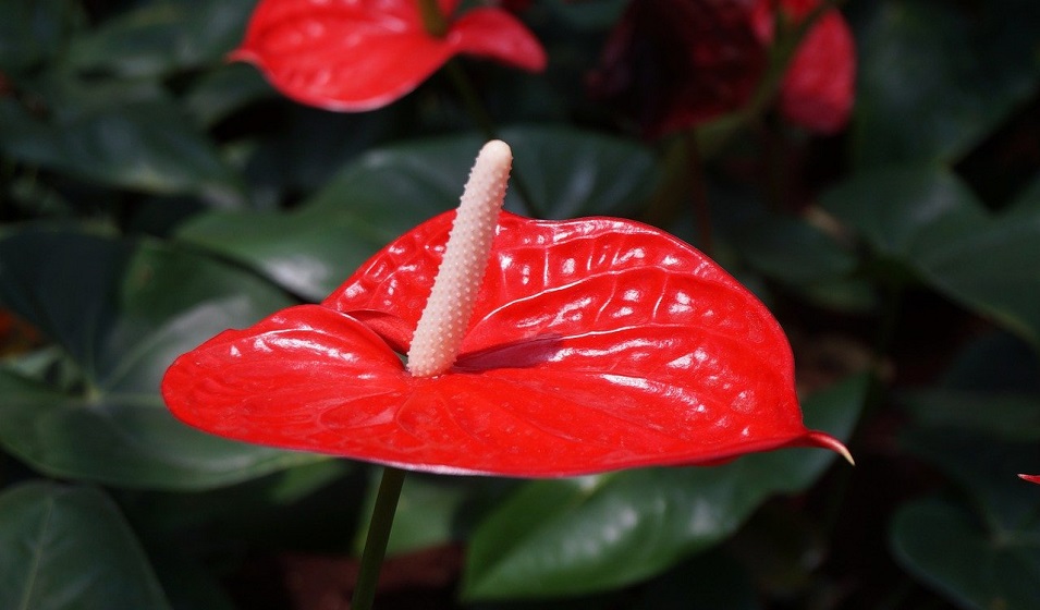 Anthurium