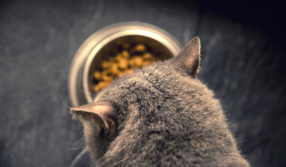 Les besoins du chat d’extérieur en hiver