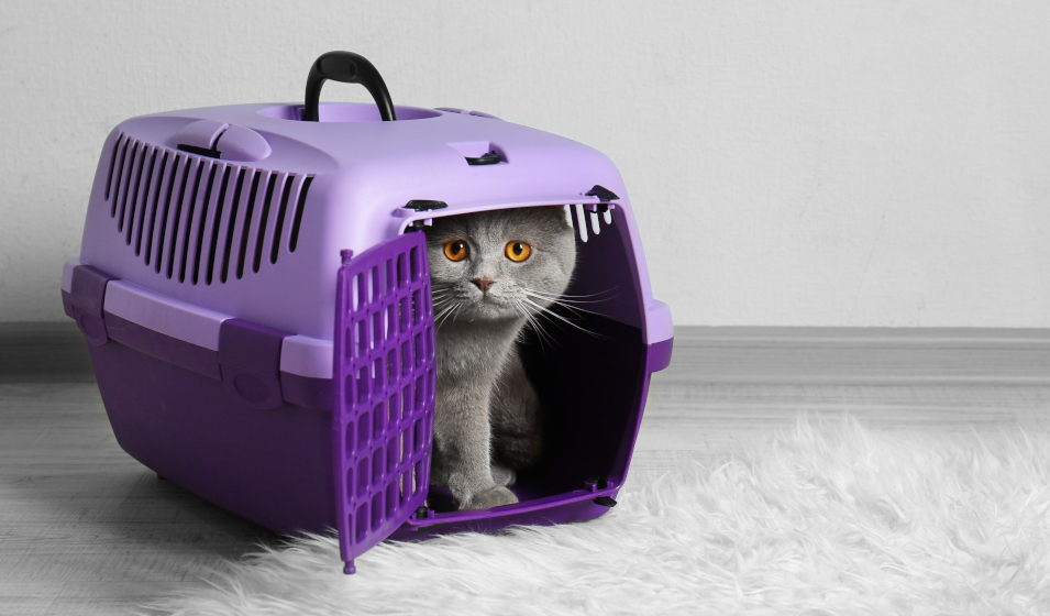 La caisse de transport pour chat : comment choisir ?