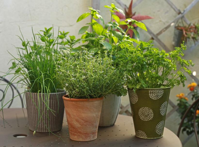 DIY potager d'intérieur : faire pousser des herbes fraiches dans sa  cuisine, même en hiver