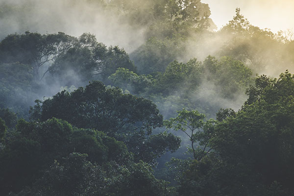 Qu'est-ce que l'évapotranspiration ?