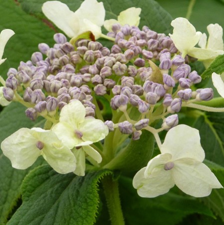 Une inflorescence plate