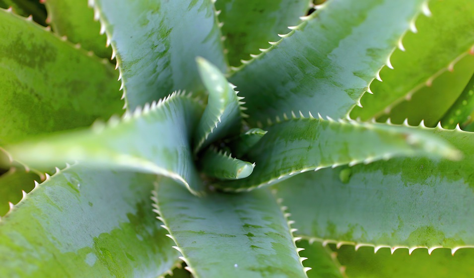Aloe vera : plantation, entretien, bienfaits et utilisations - Jardiland