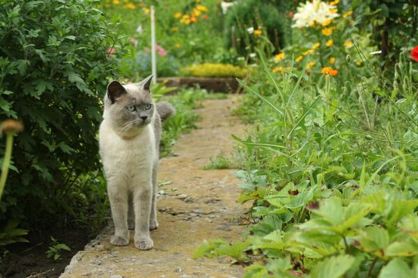 10 plantes de la maison toxiques pour le chat - Gamm vert