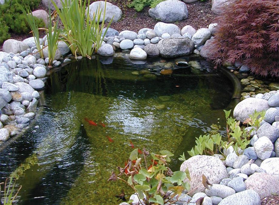 Carpe koï pour bassin de jardin : comment en prendre soin ?