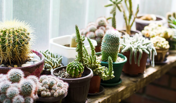 Cactus et plantes succulentes rustiques : nos conseils de culture !