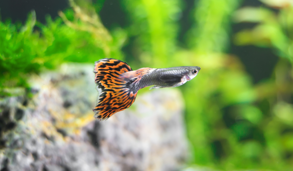 Quels poissons choisir pour un aquarium d'eau chaude ? Jardiland — free download