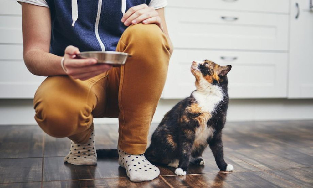 Donner la bonne quantité de nourriture à un chat en surpoids