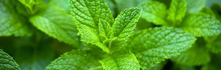 Menthe