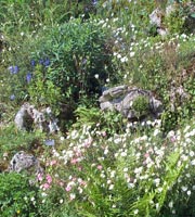 Rocaille fleurie
