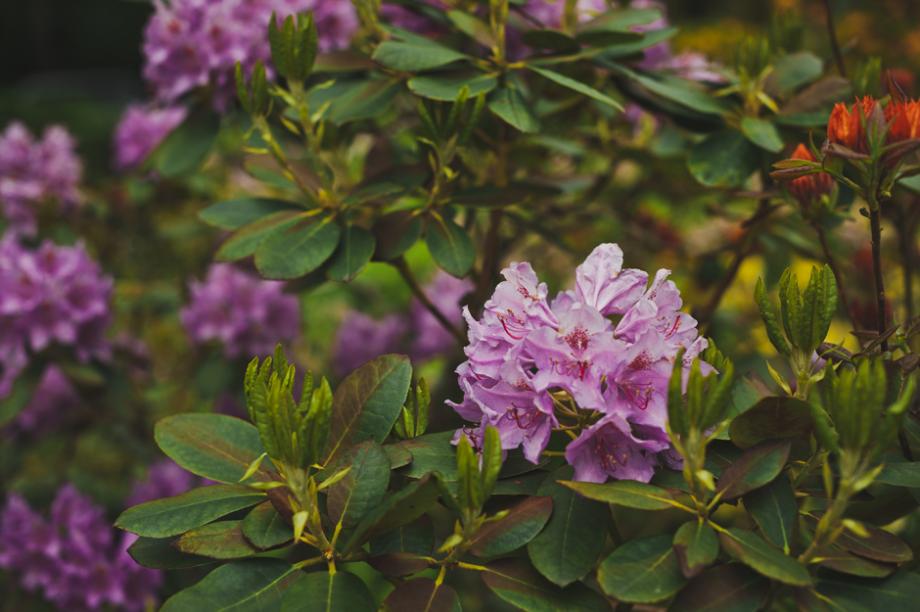 Rhododendron ponticum