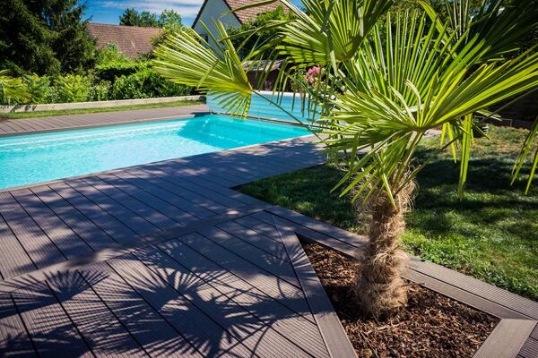 Petit palmier en pot pour petit jardin ou espace réduit, plein soleil –  Bleen