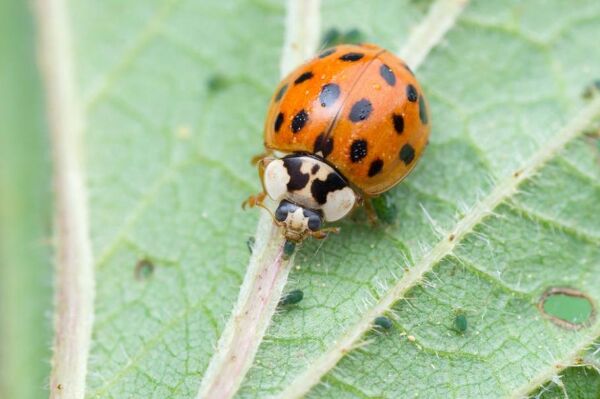 Qu est ce que la coccinelle jaune asiatique Gamm vert