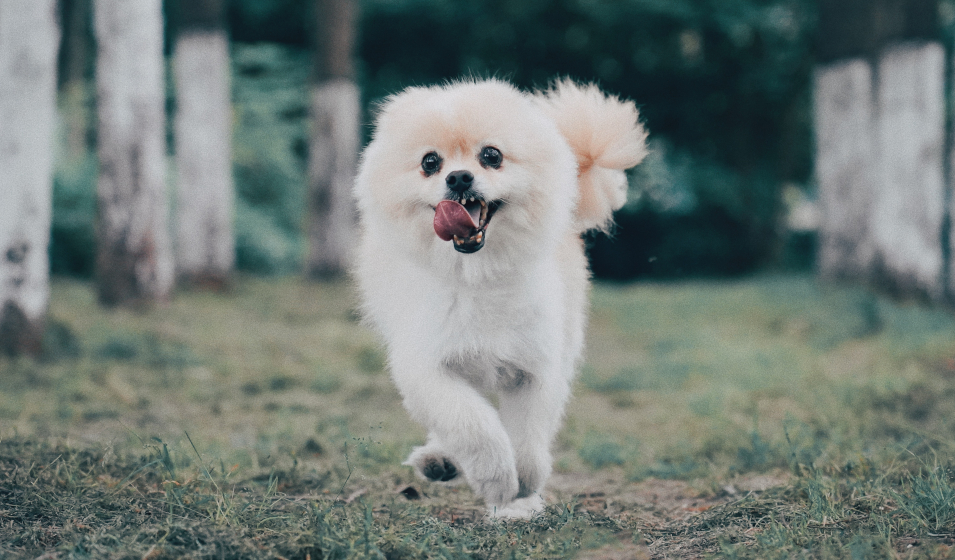 chien