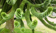 D sespoir Des Singes Araucaria Araucana Plantation Croissance D sespoir Des Singes Araucaria Araucana Plantation Croissance