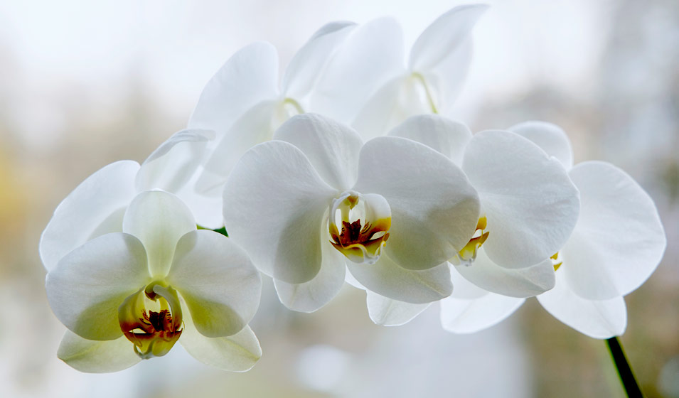 orchidee blanche