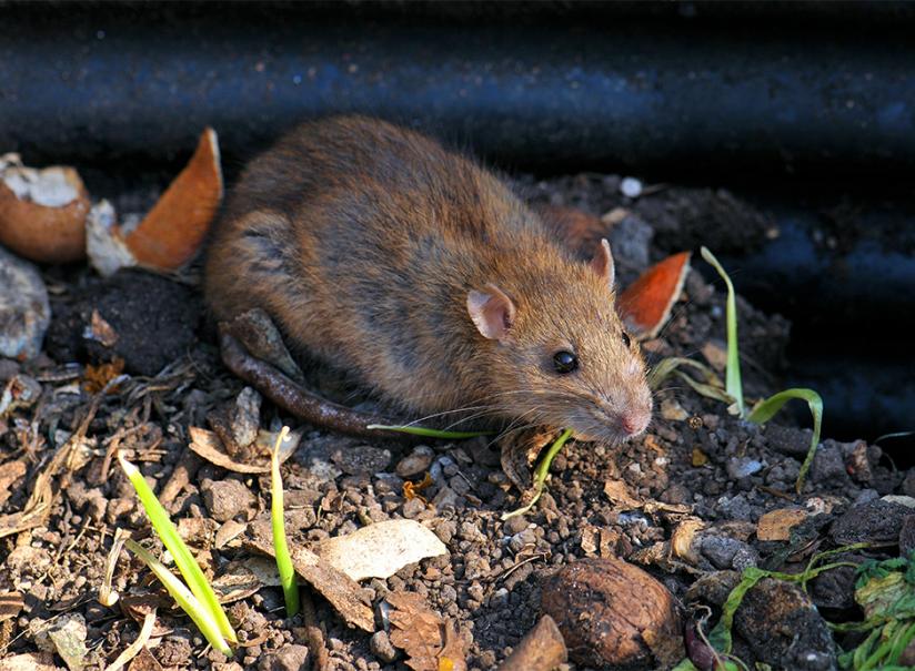 Comment se débarrasser des rats dans le compost ? - Gamm vert