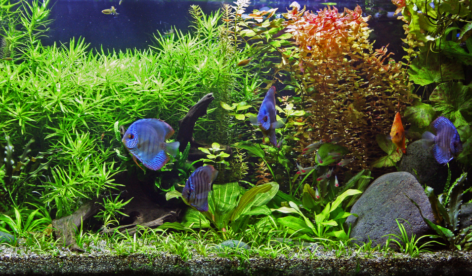 Sol technique pour plantes d'aquarium - Substrat complet actif et naturel -  Seau de 4Kg