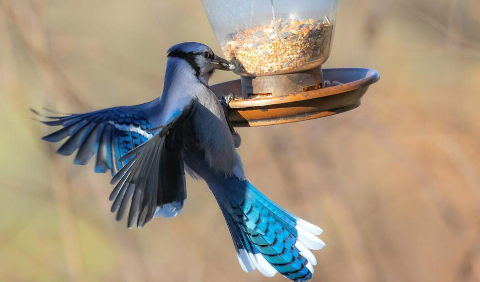 Graines pour nourrir les oiseaux du jardin – Spécial hiver