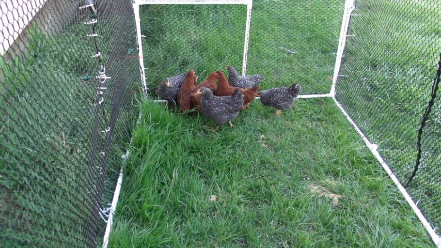 Comment bien choisir sa clôture pour poules ?