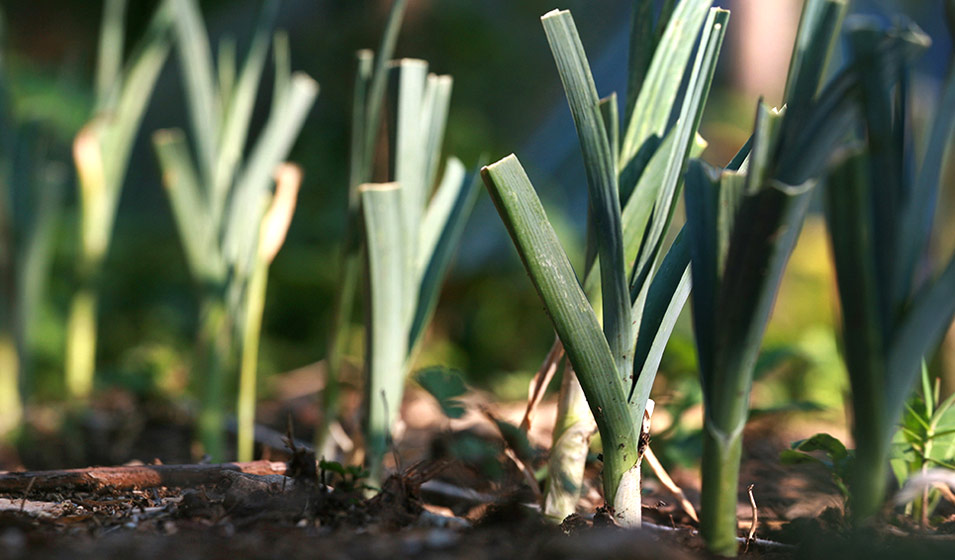 Légumes-tiges à planter en mai : le poireau