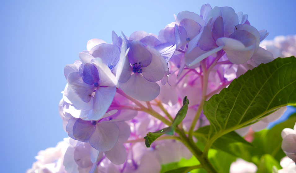 Hortensia, Hydrangea